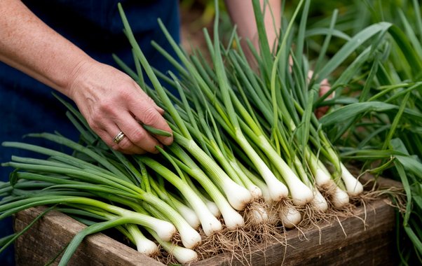 Каждую неделю снимаю урожай зеленого лука благодаря этим помощникам - зимой свежая зелень всегда под рукой