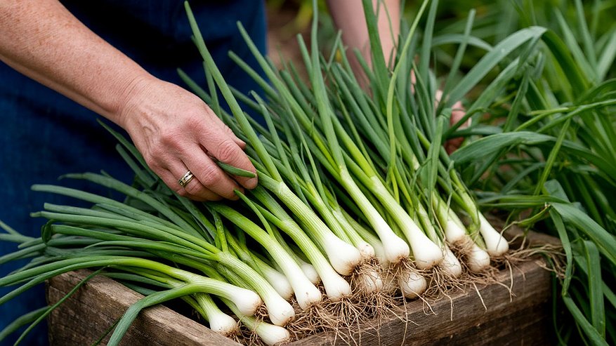 Главная картинка новости: Каждую неделю снимаю урожай зеленого лука благодаря этим помощникам - зимой свежая зелень всегда под рукой