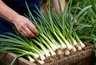 Миниатюра новости: Каждую неделю снимаю урожай зеленого лука благодаря этим помощникам - зимой свежая зелень всегда под рукой