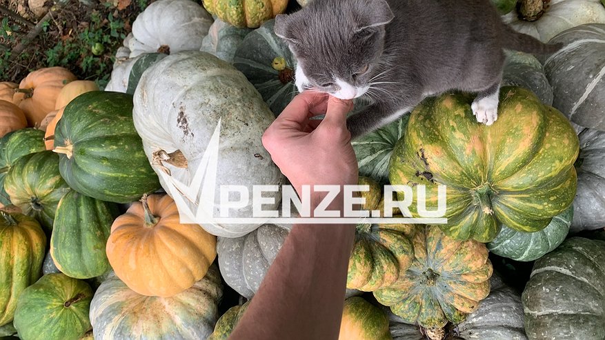 Главная картинка новости: В Пензе спасатели оказали помощь бедным котятам, застрявшим в вентиляционной шахте