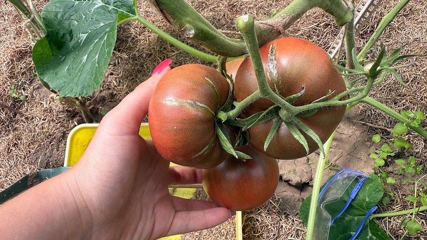 Главная картинка новости: Проверил 9 необычных томатов из рекламы — делюсь честным результатом, что реально понравилось, а что разочаровало