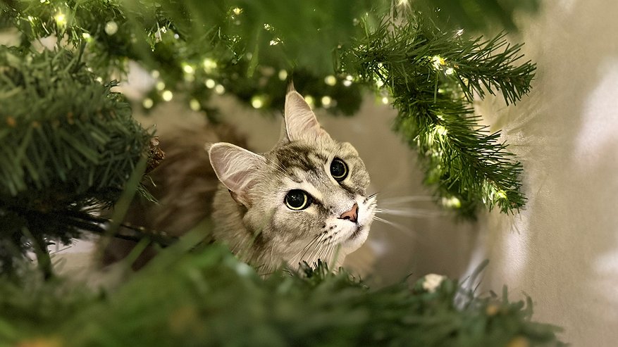 Главная картинка новости: Почему кошка топчет вас лапками: интересные факты о самой милой привычке