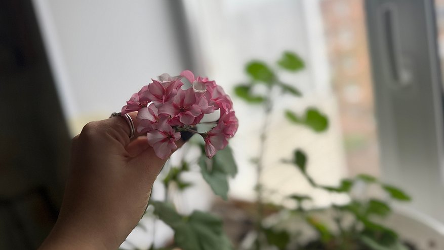 Главная картинка новости: Проверил 12 растворов, но работают только 3: черенки герани мигом начнут активно цвести и пустят корни