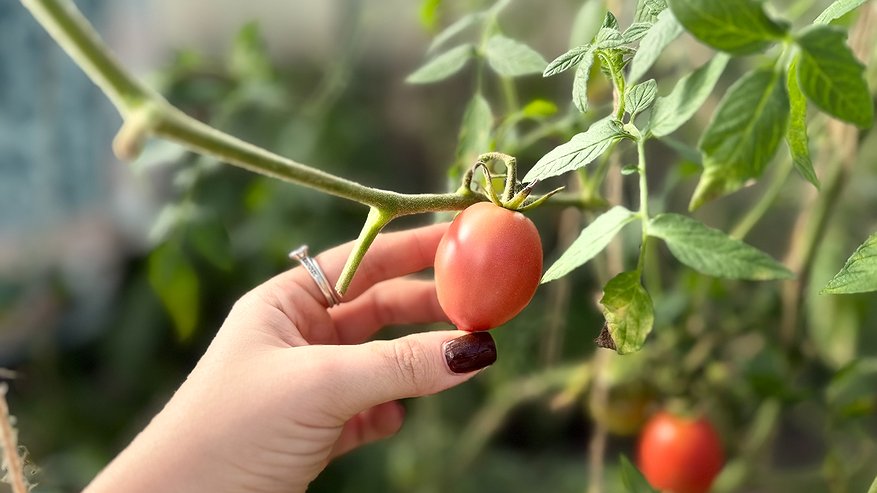 Главная картинка новости: Не ведитесь на эти «Цветные фантики»: 5 сортов томатов, которые на пачке — шедевр, а в огороде — «кислая мелочь»